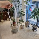 세븐일레븐대구황금금빛점 | 대구개업화분 화분배달 화분선물 풀숲 괴마옥 귀엽지