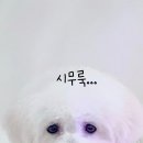 블링블링하개 이미지