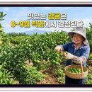 엽농장 | 11월 맛있는 감귤은 여름철 후기 중점 적과에서 결정됩니다