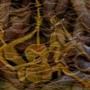 달빛여우 이미지