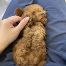 미니펫 강아지분양 고양이분양 강남점 | 강남미니펫 소소한 일상 보여드려요