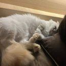 캣데이 | 인천 고양이 무마취 미용실 후기