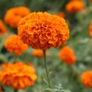 서정약국 이미지