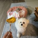 코코까까 이미지