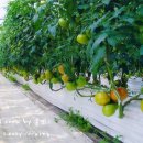 한아름농원 이미지