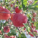 하늘농장5 이미지