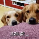 한입주개 SBS