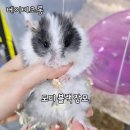 햄스터분양 베이비초롱 이미지