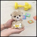 더 반려 강아지분양 고양이분양 잠실본점 이미지