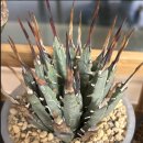 용산-190 | [용산] 괴근식물 끝판왕 ‘웨트룸’ 방문 후기