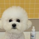 부산애견호텔 강아지 유치원 맘바이 서면본점 이미지