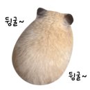 오장가네조방낙지 이미지