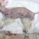 사랑실천동물병원 이미지