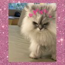 젠동물병원 이미지