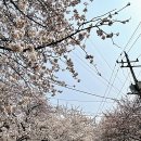 원당국수잘하는집 이미지