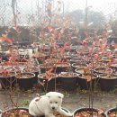 강아지 놀이터 이미지