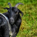 대한흑염소 이미지