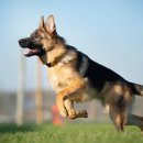 스텔라동물의료센터 이미지