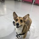 땅콩애견놀이터 이미지