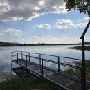 강변오리 이미지