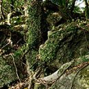 테디벨리 이미지