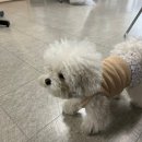뷰티독스