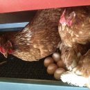 뜨레난농장 이미지