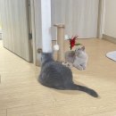 고양이미용 반하나캣 이미지