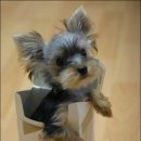 이쁜 강아지 이미지