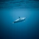 깊은바다 이미지