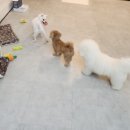 댕댕이 지구대 이미지