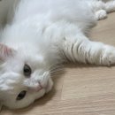 뭉치동물약국 | 고양이 피부병 치료 후기 (링웜, 검은 점) (+약용샴푸)