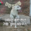 가평우리펜션 | 가평 대형견 동반 펜션 후기 | 바비네하우스 펜션 만족했던 솔직 후기 (애견,반려견 동반!)