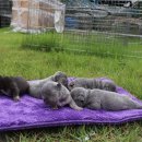 코오롱애견 이미지