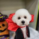 도도한강아지 이미지