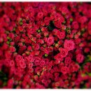 봄, 희망의소리 이미지