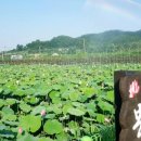 봉정연꽃마을 이미지