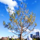 은행나무로(송현동) 이미지