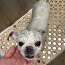 부천애견미용 멍미살롱 이미지