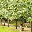 벚꽃 다음은 내 차례.... 5월에만 볼 수 있는 이팝나무 전국 명소 이미지