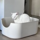 광주 고양이 분양 냥블리 광주점 이미지