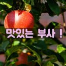 소백산유진맘 | [맛있는부사] 고운이후지부사 ,농라카페