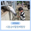 시흥승마힐링체험장 이미지