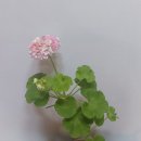 달보드레 이미지