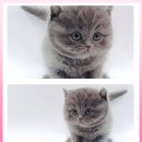 광주캐터리 이미지