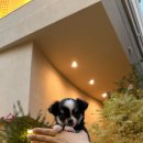 청담펫츠 이미지