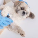 반디동물병원 이미지