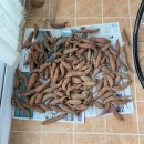 네일했냐옹 이미지