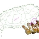 교래흑돼지