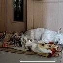 대확행스토어 | [🍁🥮] 10-3